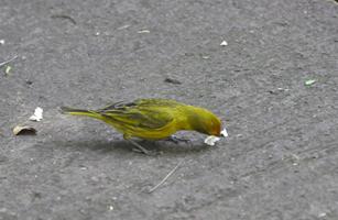 Cataratas del Iguaz�