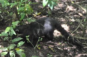 Cataratas del Iguaz�