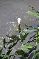 Cataratas del Iguaz�