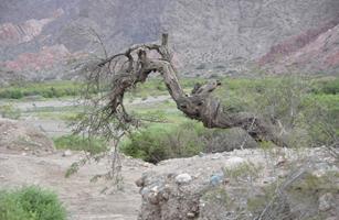 Quebrada de los Conchas