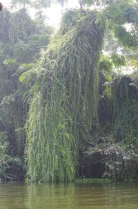 Alleppey