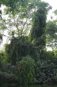 Alleppey