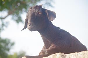 Mamallapuram