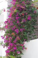 Pondicherry