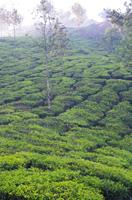 Munnar
