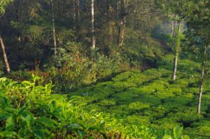 Munnar