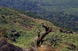 Munnar