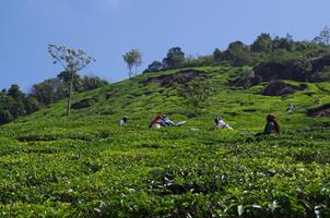 Munnar