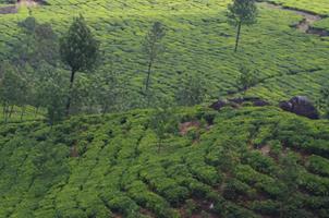 Munnar