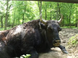 PUSZCZA BIA�OWIESKA